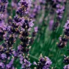 Tealight Candles - Lavender Fields