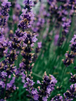 Tealight Candles - Lavender Fields